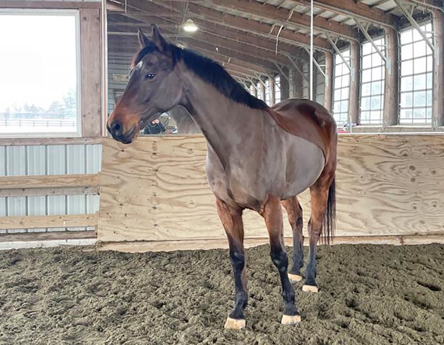 The Frame Sporthorses | Le Goff | Imported Horses for Sale in Virginia ...