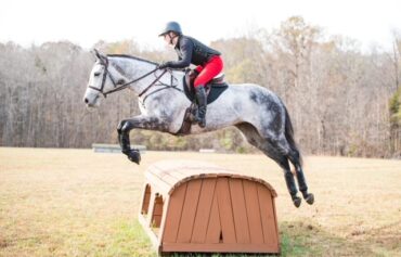 gray thoroughbred jumping cross country