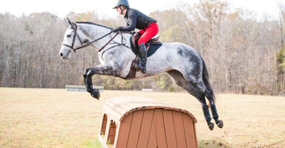 gray thoroughbred jumping cross country