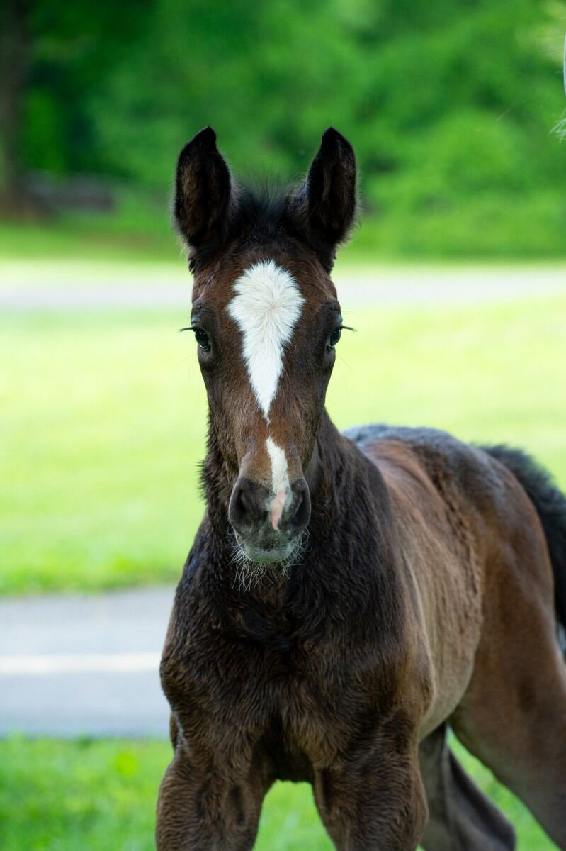 face of foal with large blaze