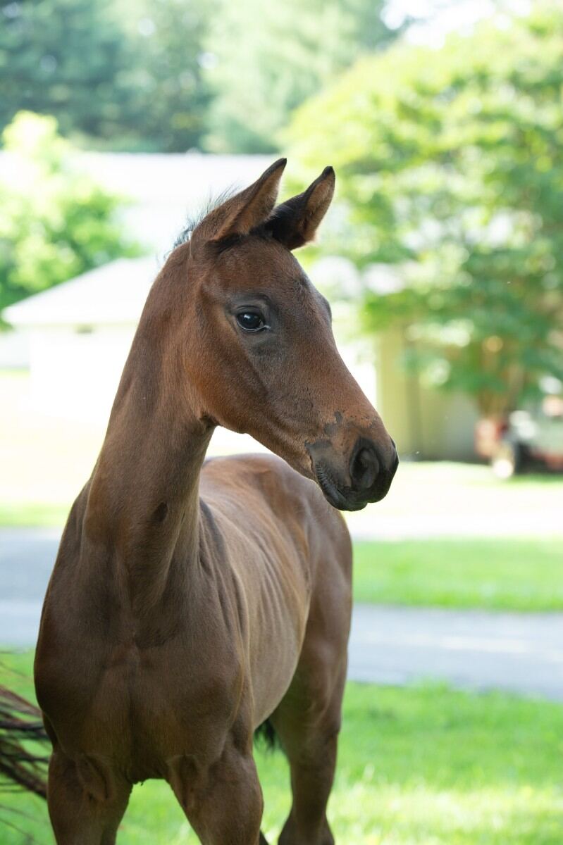 foal looking to the side