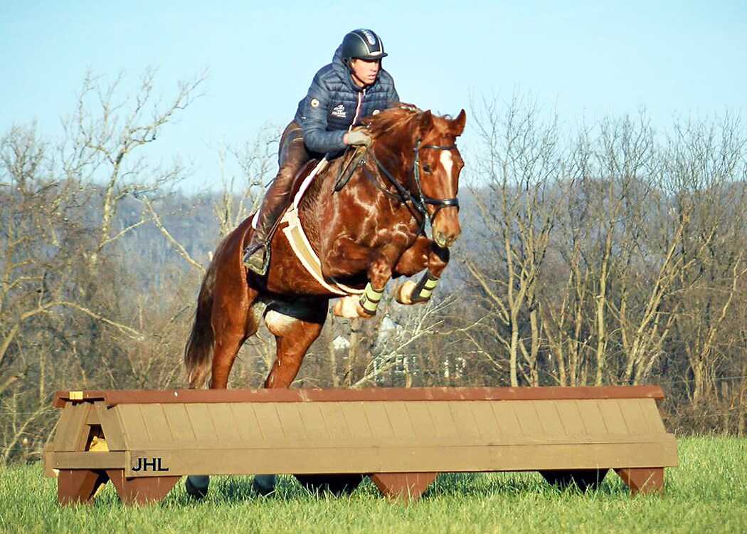 horse jumping, bare trees in background